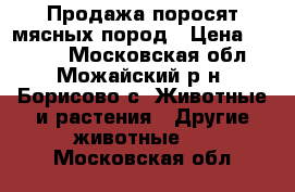 Продажа поросят мясных пород › Цена ­ 2 500 - Московская обл., Можайский р-н, Борисово с. Животные и растения » Другие животные   . Московская обл.